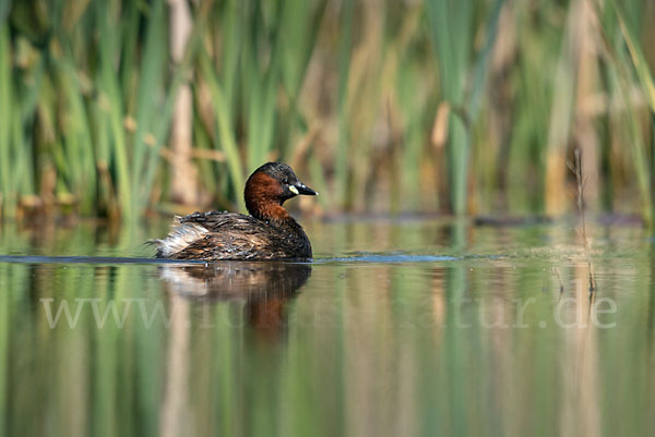 Zwergtaucher (Tachybaptus ruficollis)