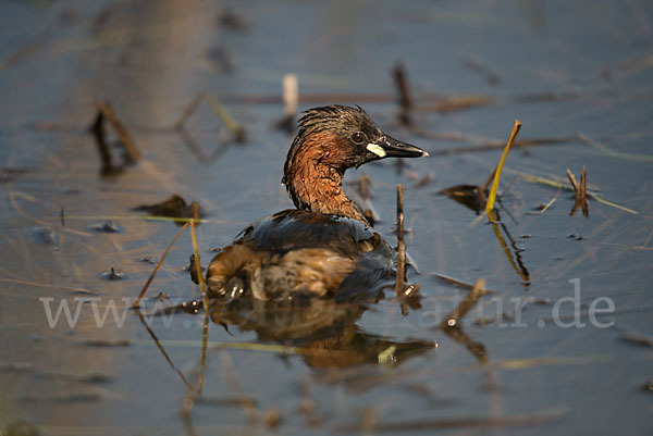 Zwergtaucher (Tachybaptus ruficollis)