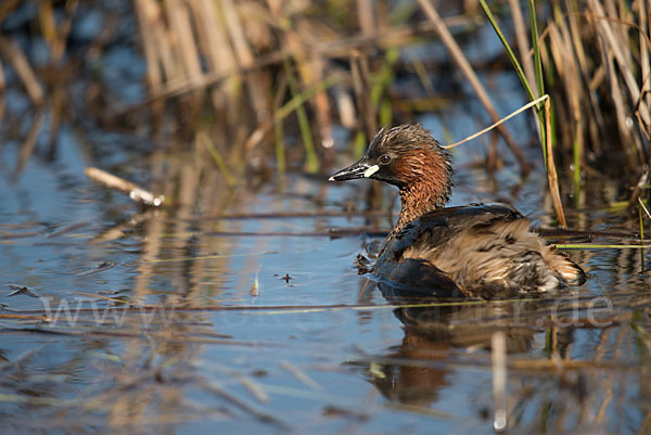 Zwergtaucher (Tachybaptus ruficollis)