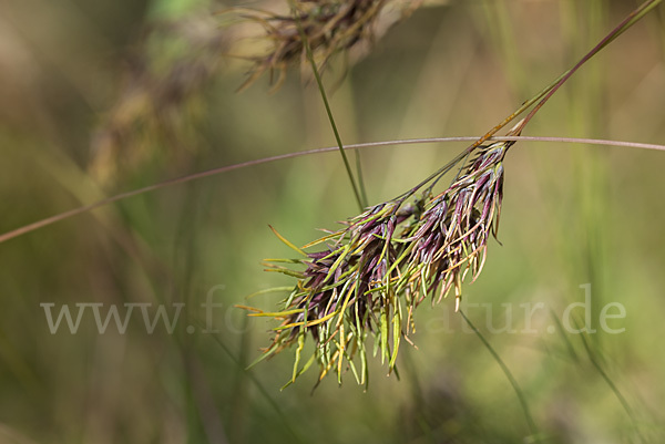 Zwiebel-Rispengras (Poa bulbosa)