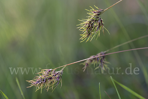 Zwiebel-Rispengras (Poa bulbosa)