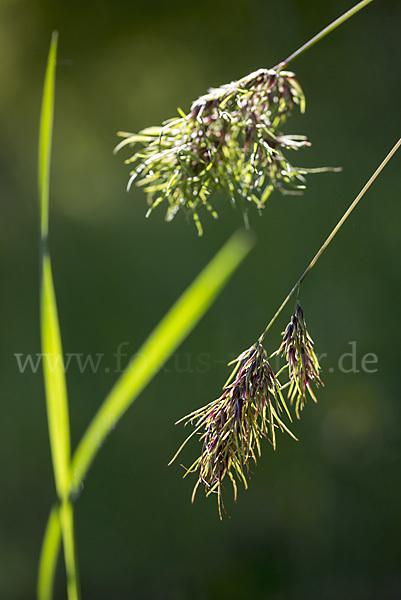 Zwiebel-Rispengras (Poa bulbosa)