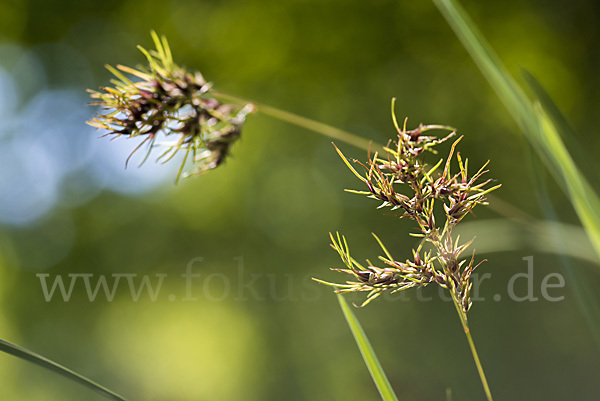 Zwiebel-Rispengras (Poa bulbosa)