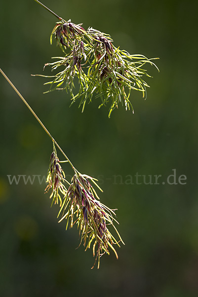 Zwiebel-Rispengras (Poa bulbosa)