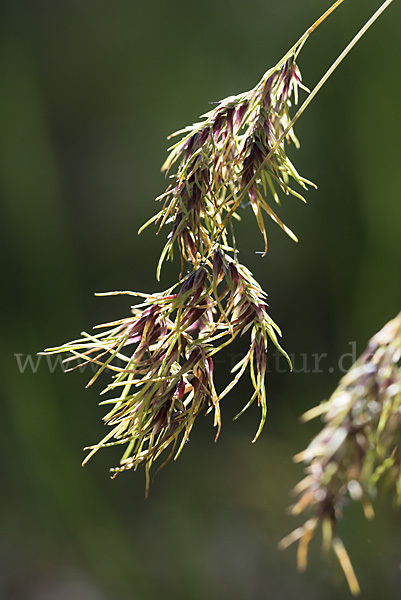 Zwiebel-Rispengras (Poa bulbosa)