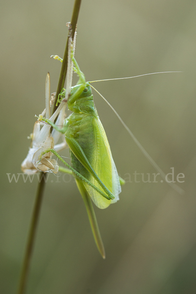 Zwitscher-Heupferd (Tettigonia cantans)