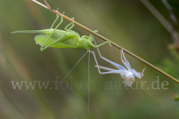 Zwitscher-Heupferd (Tettigonia cantans)