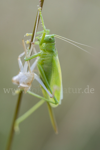 Zwitscher-Heupferd (Tettigonia cantans)