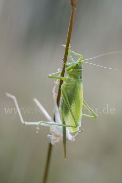 Zwitscher-Heupferd (Tettigonia cantans)