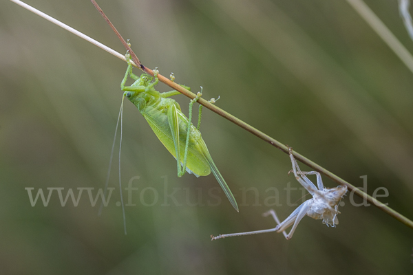 Zwitscher-Heupferd (Tettigonia cantans)