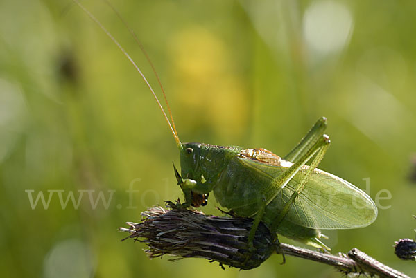 Zwitscher-Heupferd (Tettigonia cantans)