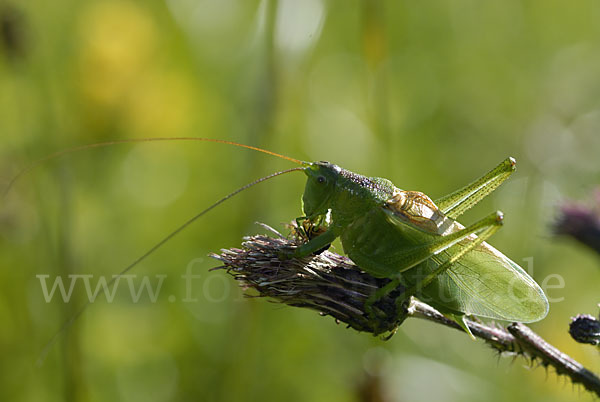 Zwitscher-Heupferd (Tettigonia cantans)