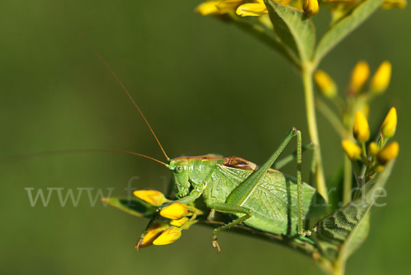 Zwitscher-Heupferd (Tettigonia cantans)