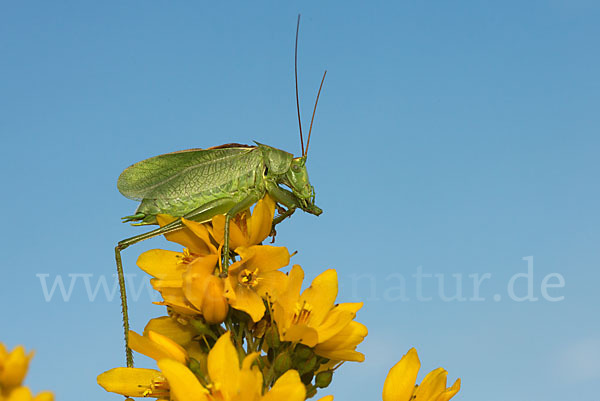 Zwitscher-Heupferd (Tettigonia cantans)