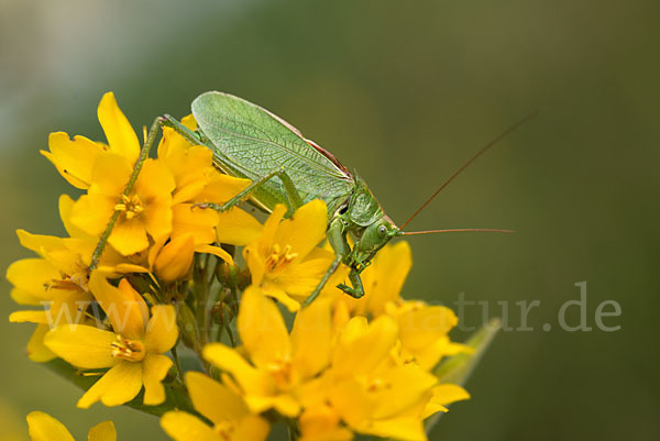 Zwitscher-Heupferd (Tettigonia cantans)