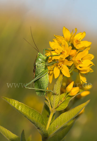 Zwitscher-Heupferd (Tettigonia cantans)