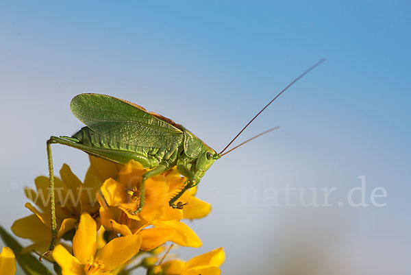 Zwitscher-Heupferd (Tettigonia cantans)