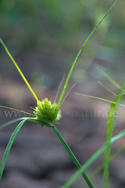 Zypergras-Segge (Carex bohemica)