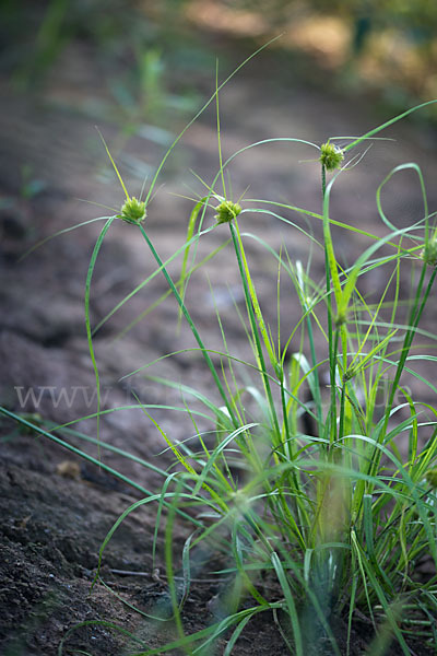 Zypergras-Segge (Carex bohemica)