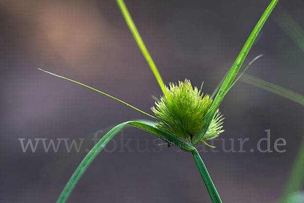 Zypergras-Segge (Carex bohemica)