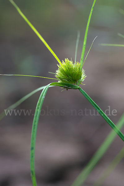 Zypergras-Segge (Carex bohemica)