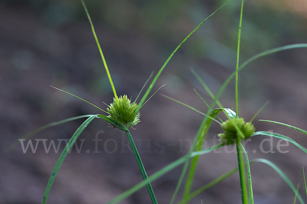 Zypergras-Segge (Carex bohemica)