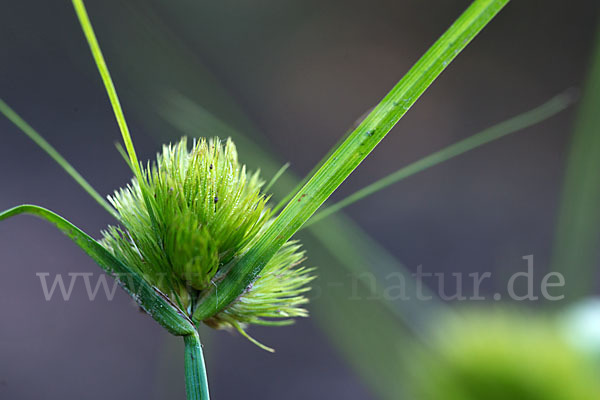 Zypergras-Segge (Carex bohemica)