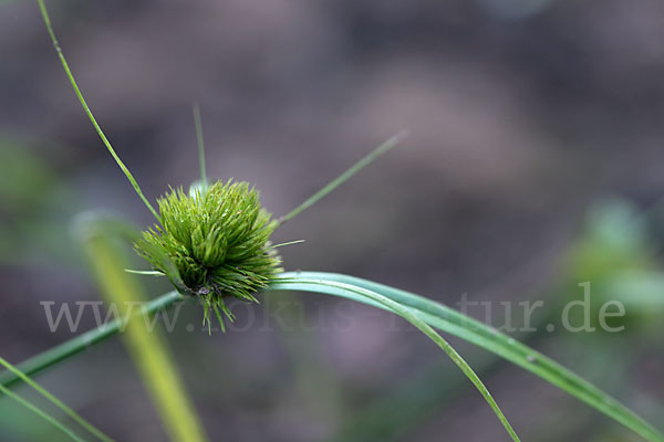 Zypergras-Segge (Carex bohemica)