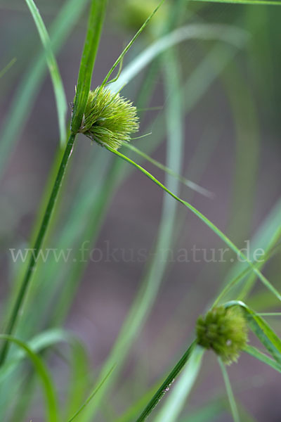 Zypergras-Segge (Carex bohemica)