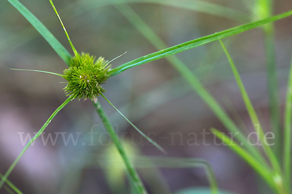 Zypergras-Segge (Carex bohemica)