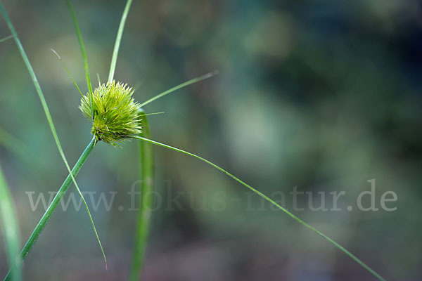 Zypergras-Segge (Carex bohemica)