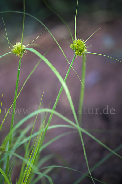 Zypergras-Segge (Carex bohemica)