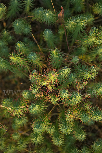 Zypressen-Wolfsmilch (Euphorbia cyparissias)