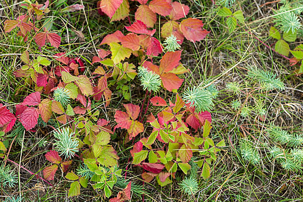 Zypressen-Wolfsmilch (Euphorbia cyparissias)