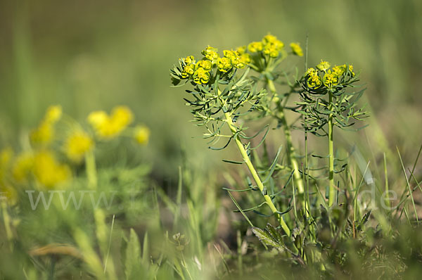 Zypressen-Wolfsmilch (Euphorbia cyparissias)