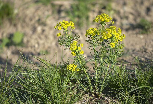 Zypressen-Wolfsmilch (Euphorbia cyparissias)