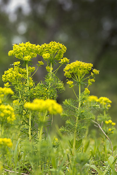 Zypressen-Wolfsmilch (Euphorbia cyparissias)