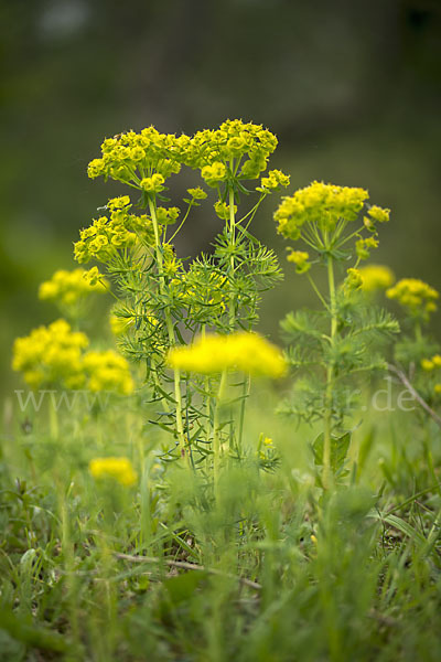 Zypressen-Wolfsmilch (Euphorbia cyparissias)