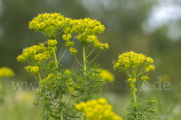 Zypressen-Wolfsmilch (Euphorbia cyparissias)