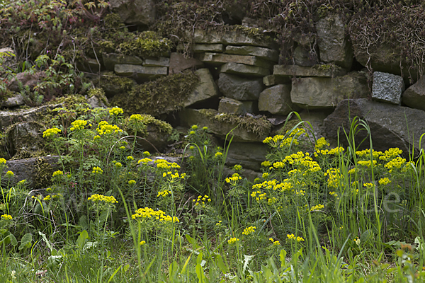 Zypressen-Wolfsmilch (Euphorbia cyparissias)