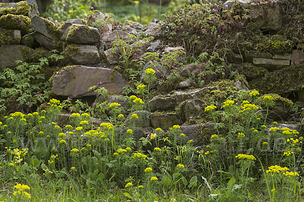 Zypressen-Wolfsmilch (Euphorbia cyparissias)