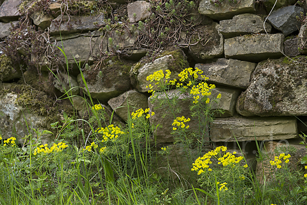 Zypressen-Wolfsmilch (Euphorbia cyparissias)