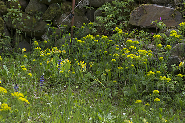 Zypressen-Wolfsmilch (Euphorbia cyparissias)