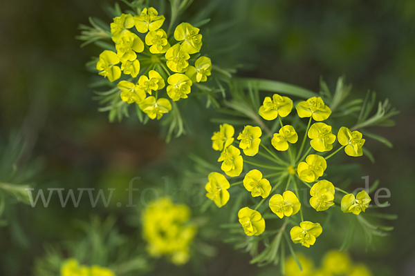 Zypressen-Wolfsmilch (Euphorbia cyparissias)