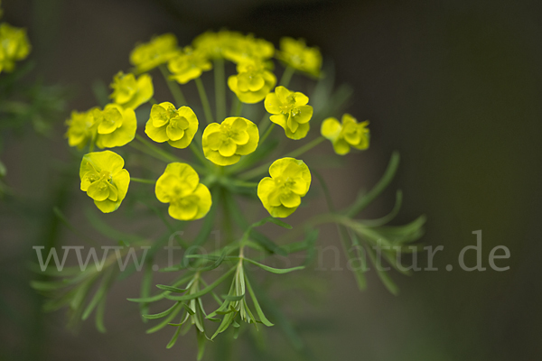 Zypressen-Wolfsmilch (Euphorbia cyparissias)