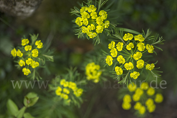 Zypressen-Wolfsmilch (Euphorbia cyparissias)