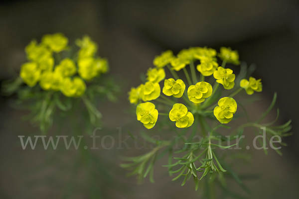 Zypressen-Wolfsmilch (Euphorbia cyparissias)