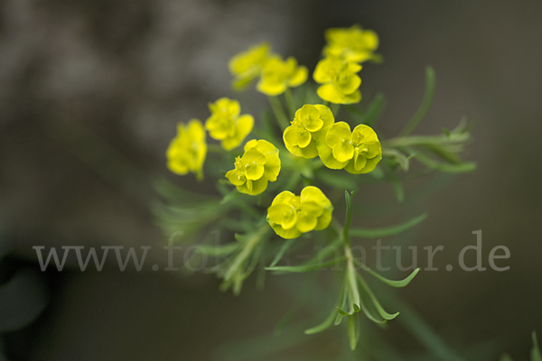 Zypressen-Wolfsmilch (Euphorbia cyparissias)