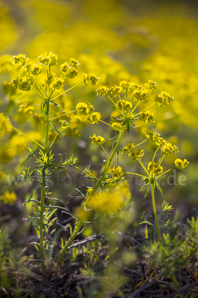 Zypressen-Wolfsmilch (Euphorbia cyparissias)