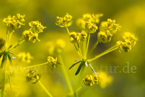 Zypressen-Wolfsmilch (Euphorbia cyparissias)